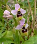 Ophrys tenthredinifera